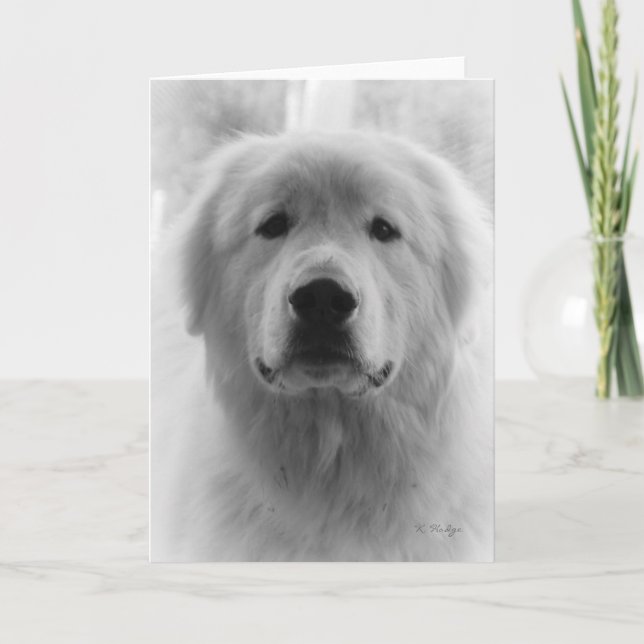 Great Pyrenees Card (Front)