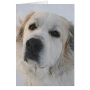 Great Pyrenees Card