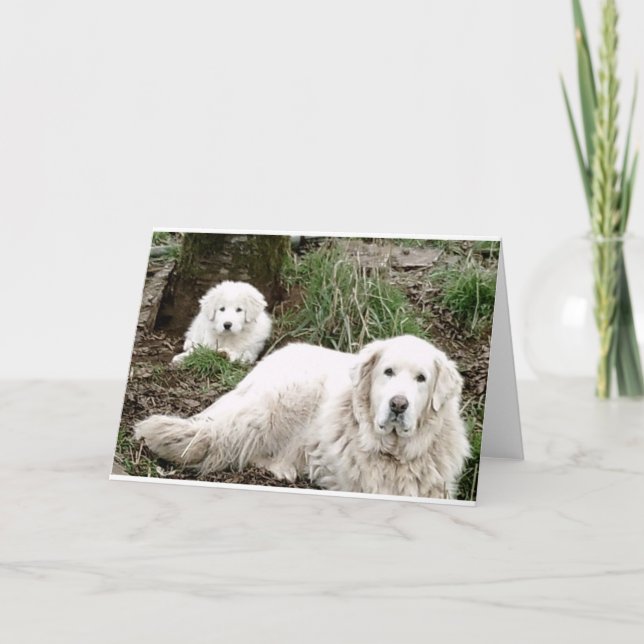 Great Pyrenees Dog and puppy Card (Front)