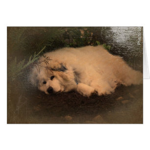 Great Pyrenees, Gentle Giant