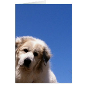 Great Pyrenees, Gentle Giant