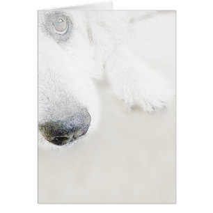 Great Pyrenees, Gentle Giant