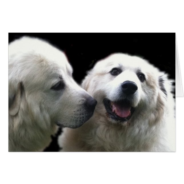 Great Pyrenees, Gentle Giants (Front Horizontal)