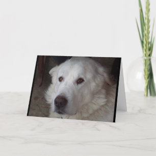 Great Pyrenees I Love You Card