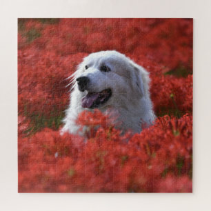 Great Pyrenees in Field of Red Flowers Jigsaw Puzzle
