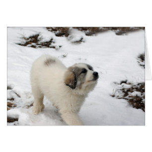 Great Pyrenees Puppy