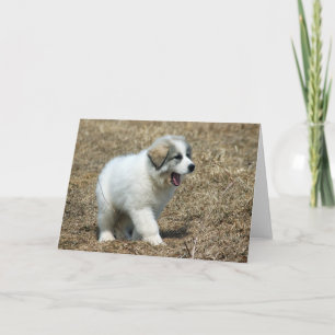 Great Pyrenees Puppy Card