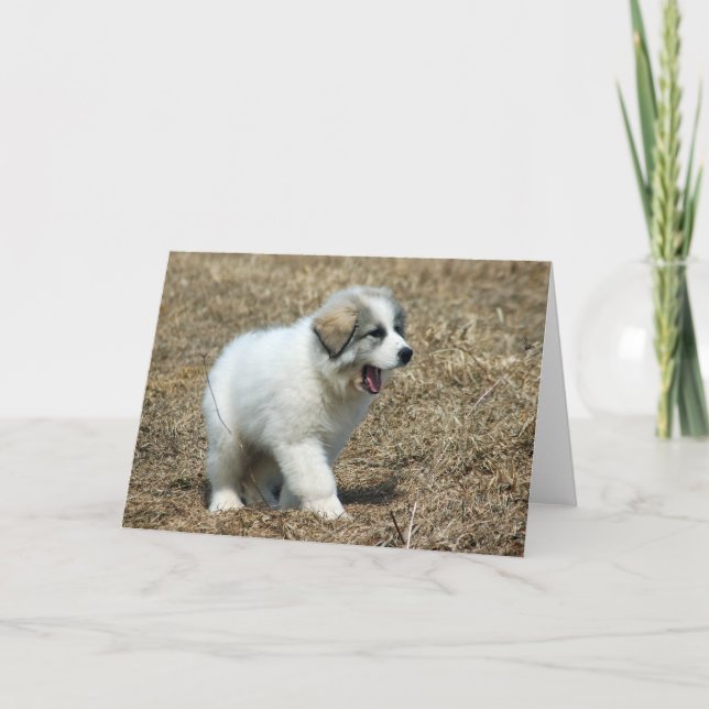 Great Pyrenees Puppy Card (Front)