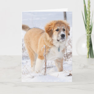 Great Pyrenees Puppy in the Snow Holiday Card