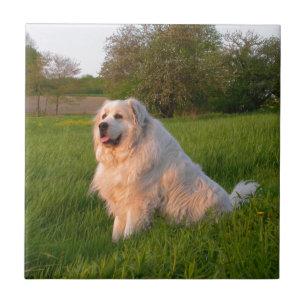 Great Pyrenees Tile
