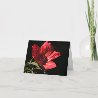 Great Red hibiscus (Hibiscus coccineus) card