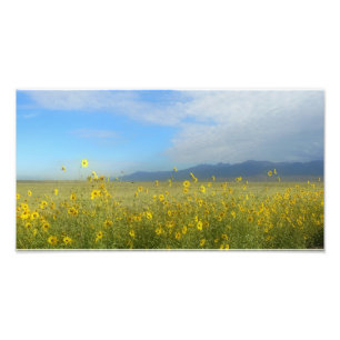 Great Sand Dunes, Sangre de Cristo, flowers Photo Print