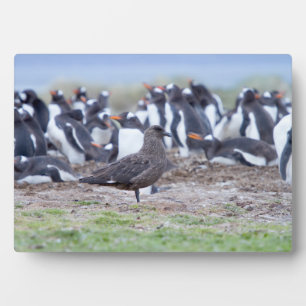 Great Skua in front of penguin colony Plaque