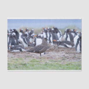Great Skua in front of penguin colony Tissue Paper