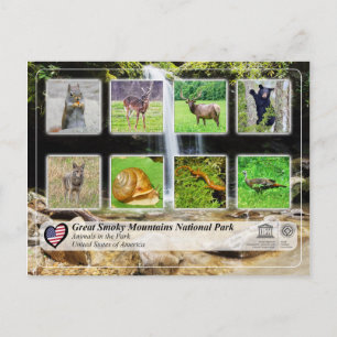 Great Smoky Mountains National Park - Animals Postcard