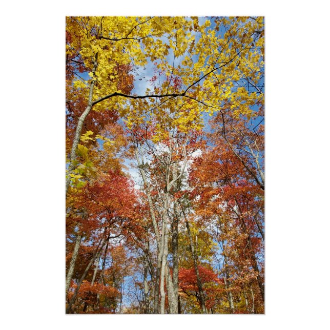 Great Smoky Mountains National Park Fall Leaves Poster (Front)