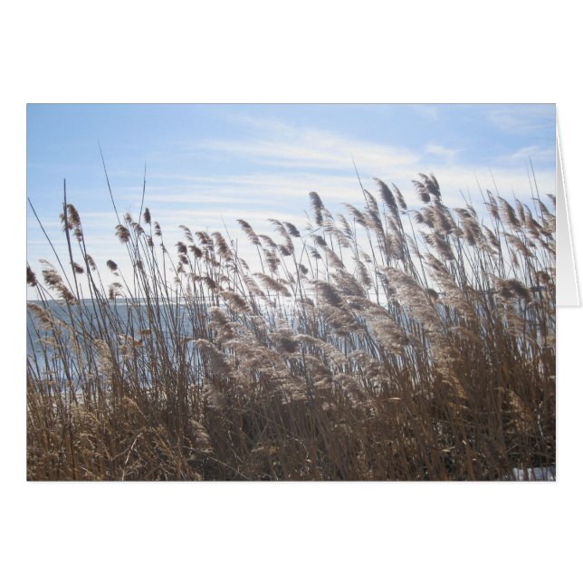 Great South Bay through the reeds (Front Horizontal)