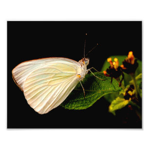 Great Southern White Butterfly on green leaves Photo Print