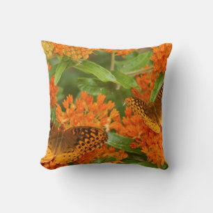 Great Spangled Fritillaries on Butterfly Milkweed Cushion
