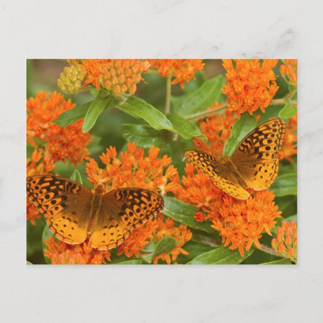 Great Spangled Fritillaries on Butterfly Milkweed Postcard (Front)