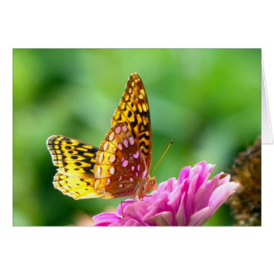 Great Spangled Fritillary