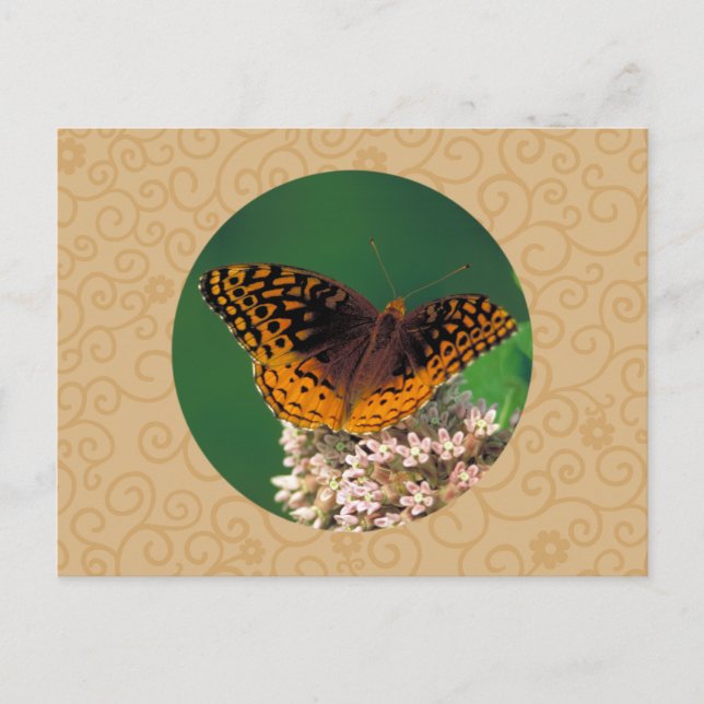 Great Spangled Fritillary Butterfly Postcard (Front)