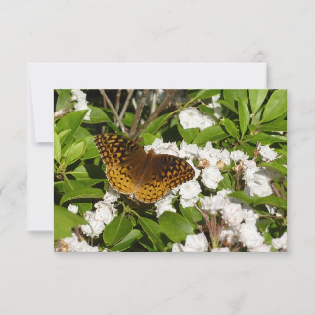 Great Spangled Fritillary on Mountain Laurel (Front)
