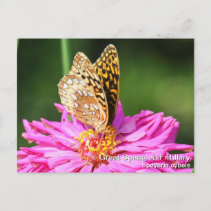 Great Spangled Fritillary Postcard