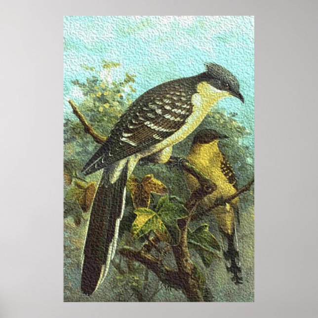 Great Spotted Cuckoo Birds Poster (Front)
