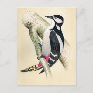 Great Spotted Woodpecker Postcard
