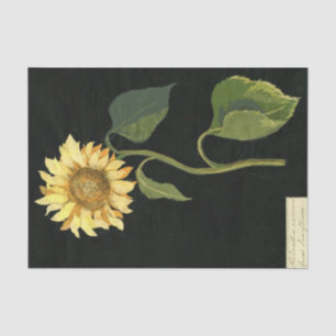 Great Sunflower by Mary Delany Tissue Paper