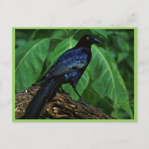 Great-tailed grackle postcard