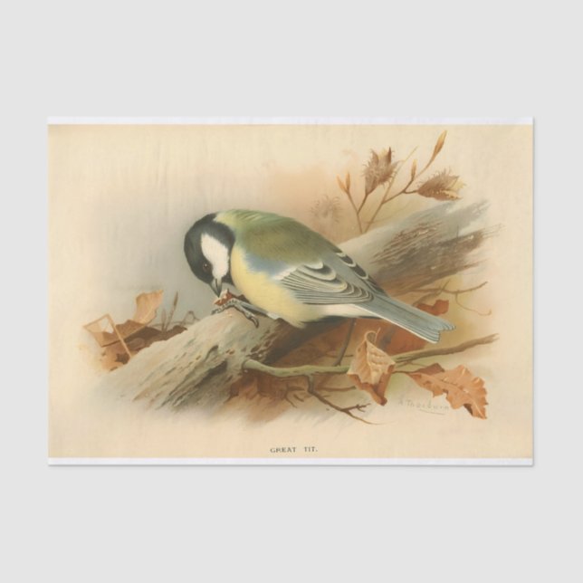 Great Tit by Lord Lilford, Illustration Tissue Paper (Front)