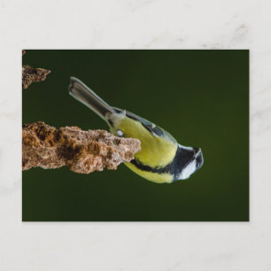 Great Tit in autumn Postcard