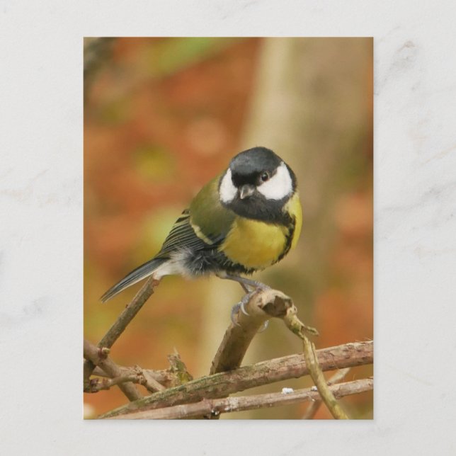 Great Tit Postcard (Front)
