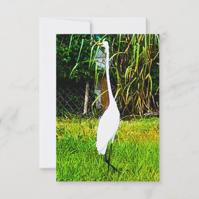 Great White Egret Card (Front)