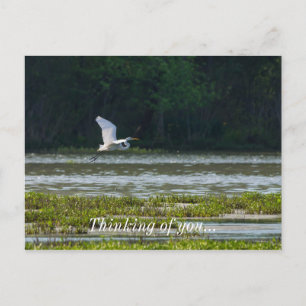 Great White Egret Flying Thinking Of You Postcard