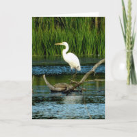 Great White Egret Greeting Card (Blank)