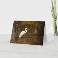 Great White Egret in Fall Colours Greeting Card
