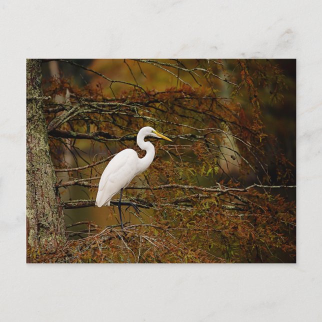 Great White Egret in Fall Colours Postcard (Front)