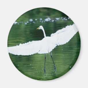 Great White Egret Magnet