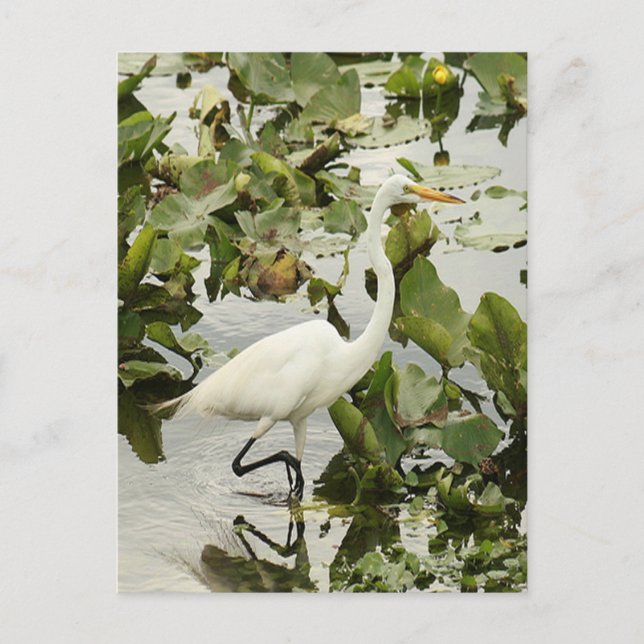 Great White Egret Photo Postcard (Front)