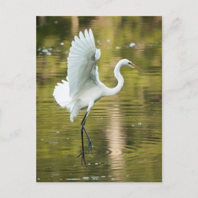 Great White Egret Postcard (Front)