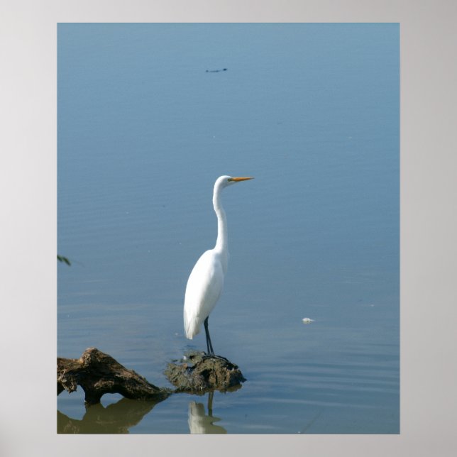 Great White Egret Poster (Front)