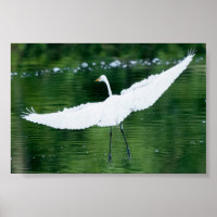 Great White Egret
