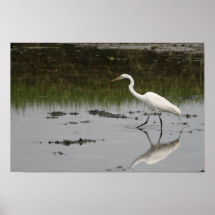 Great White Egret Print