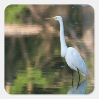 Great White Egret