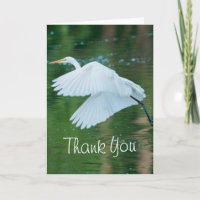 Great White Egret