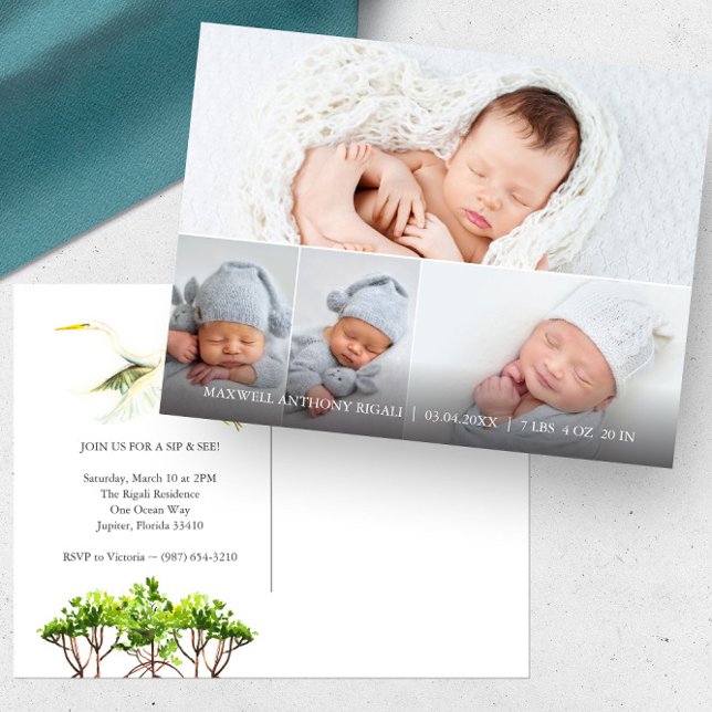 Great White Heron 4 Photo Birth Announcements Postcard (4 photo birth announcement sip and see florida mangroves and great white heron art Do Tell A Belle)