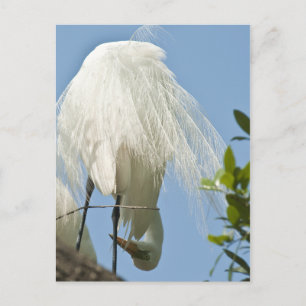 Great White Heron Bottoms Up Postcard